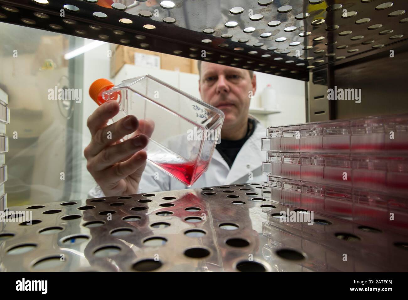 Scienziato che esamina le fiasche per colture di tessuti da un incubatore a CO2 in laboratorio Foto Stock