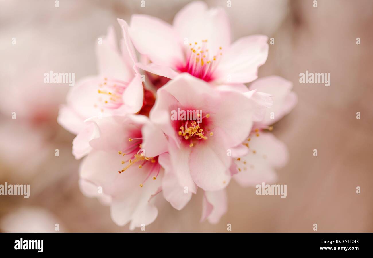 fiori di mandorla naturale macro sfondo floreale Foto Stock