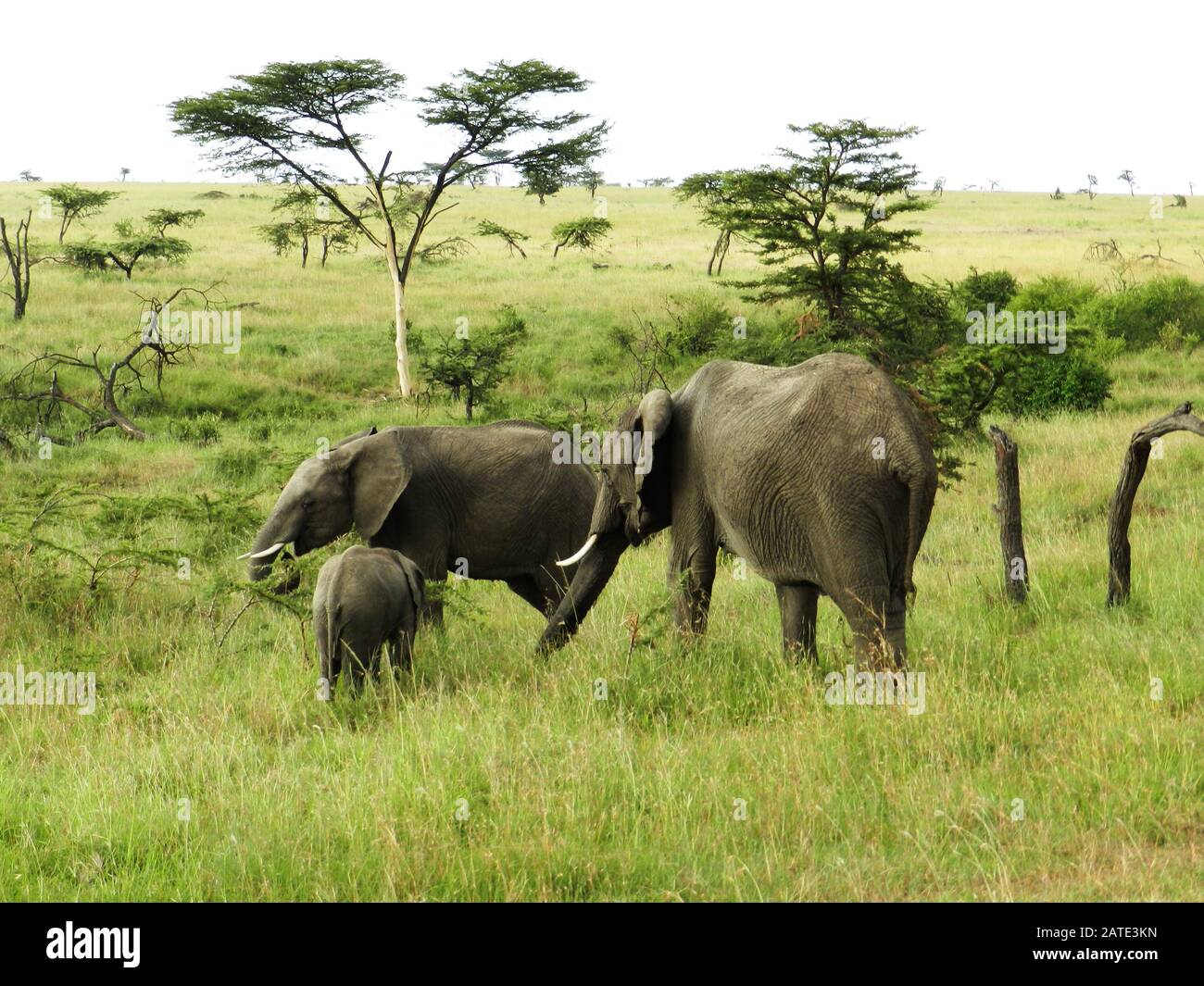 Un gruppo di elefanti nella bella savana africana Foto Stock
