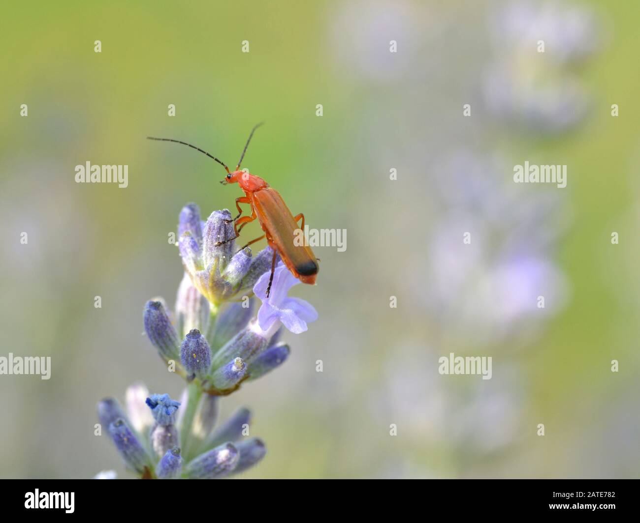 Macro di comune soldato rosso scarabeo (Rhagonycha fulva) su fiori di lavanda Foto Stock