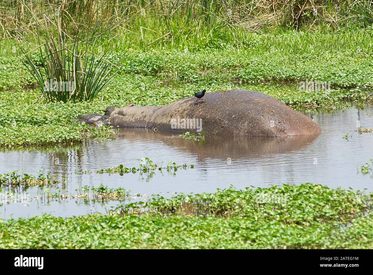 Un Hippopotamus che si rilassa nel buco dell'acqua, coperto di giacinti Foto Stock