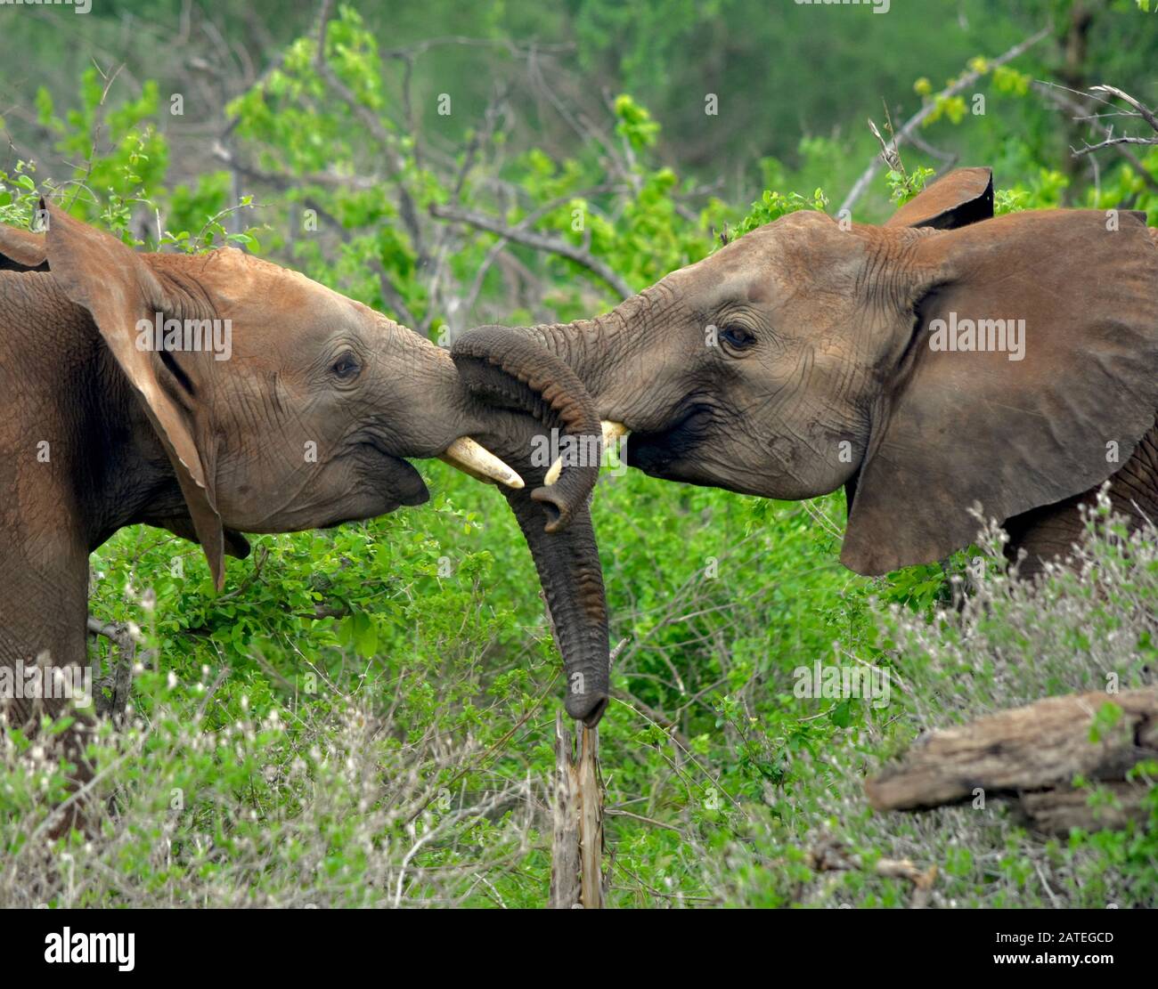 Due giovani elefanti di toro giocano-combattono. Tsavo East National Park, Kenya. (Loxodonta africana) Foto Stock