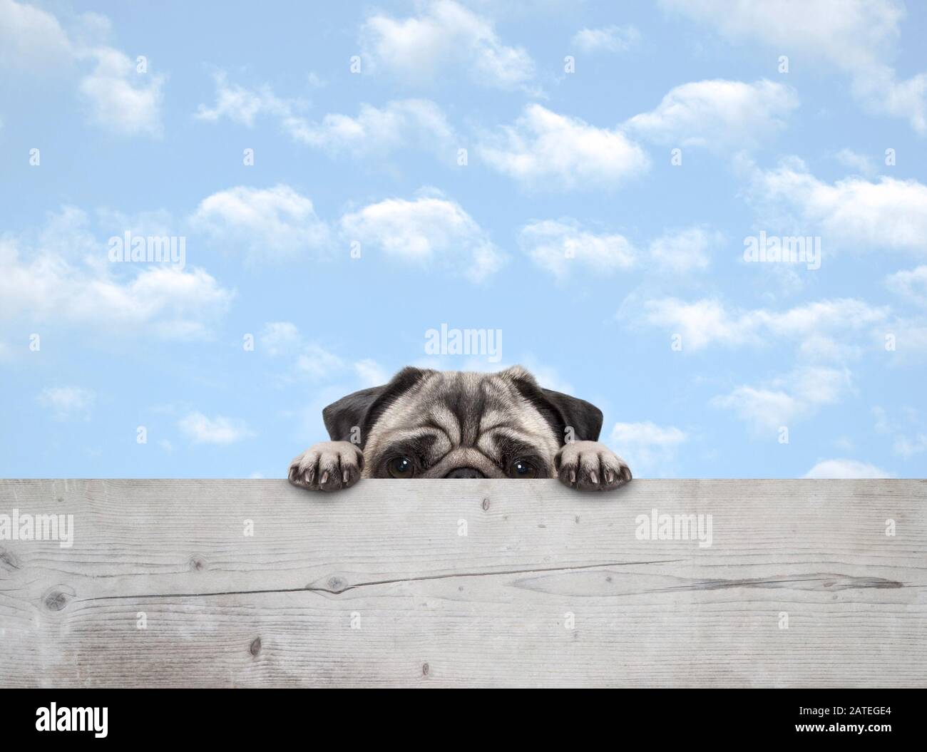 cute timido peekaboo pug cucciolo cane peeking, con zampe su recinzione in legno banner, con sfondo blu cielo Foto Stock