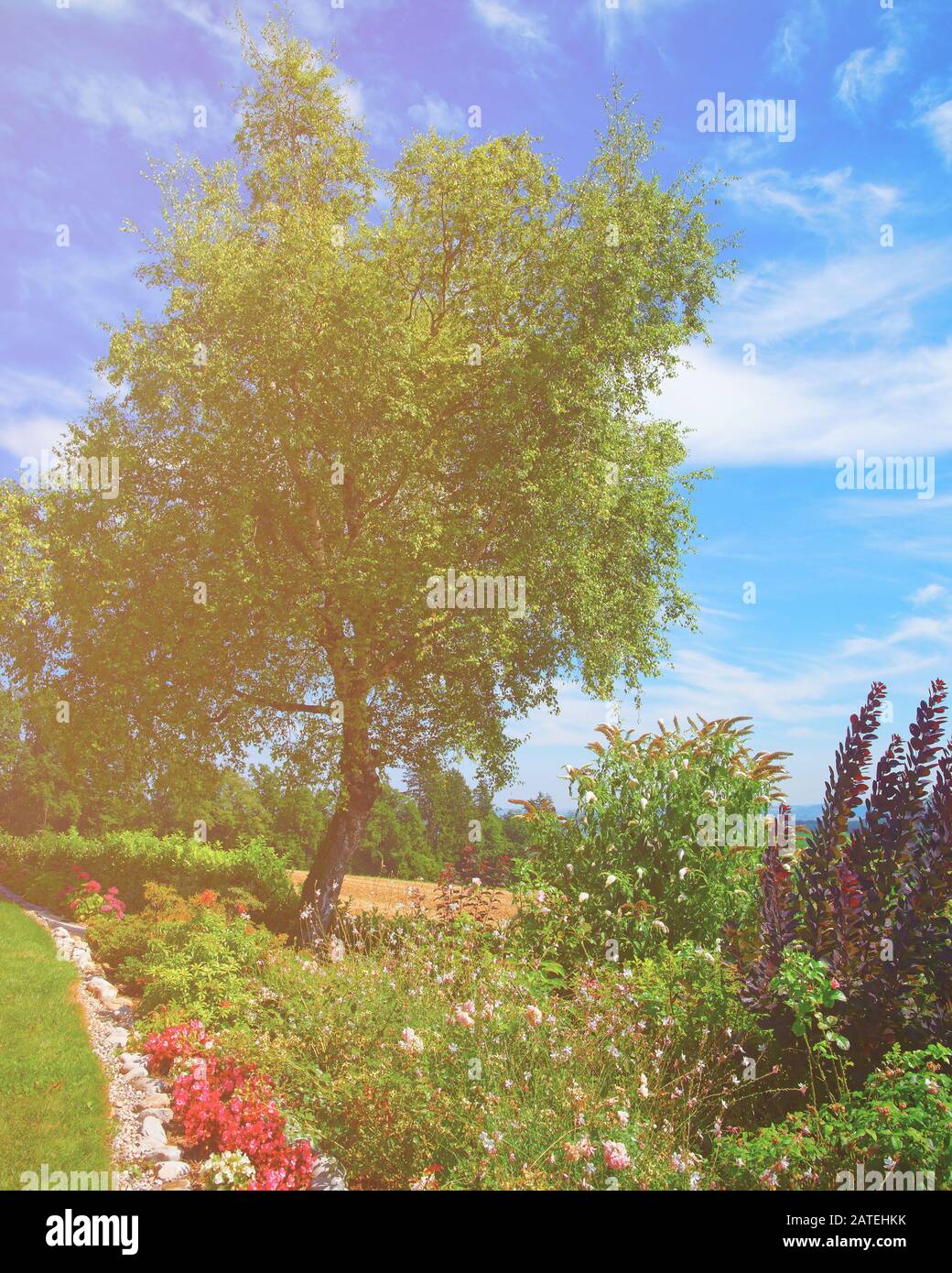 Lavanda in cortile interno a Yverdon Svizzera estate Foto Stock