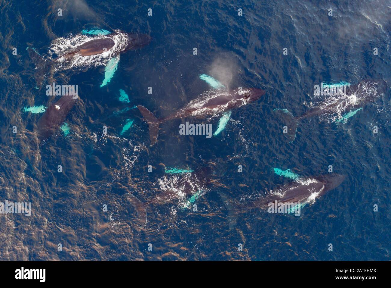 Veduta aerea delle megattere, Kvaloyvagen, Norvegia, Oceano Atlantico Foto Stock