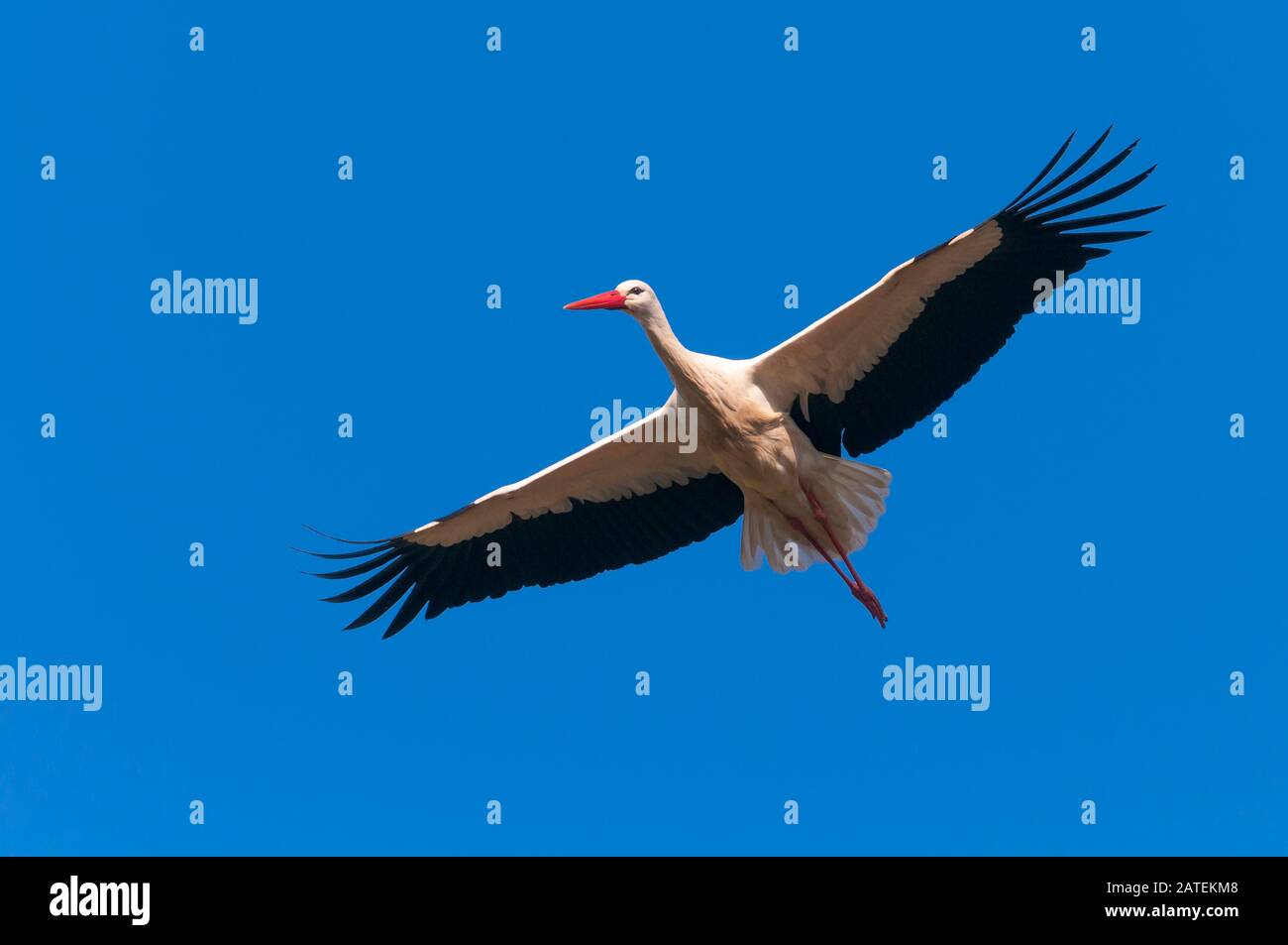 Weissstorch im flug, Anflug zum Nest, Foto Stock