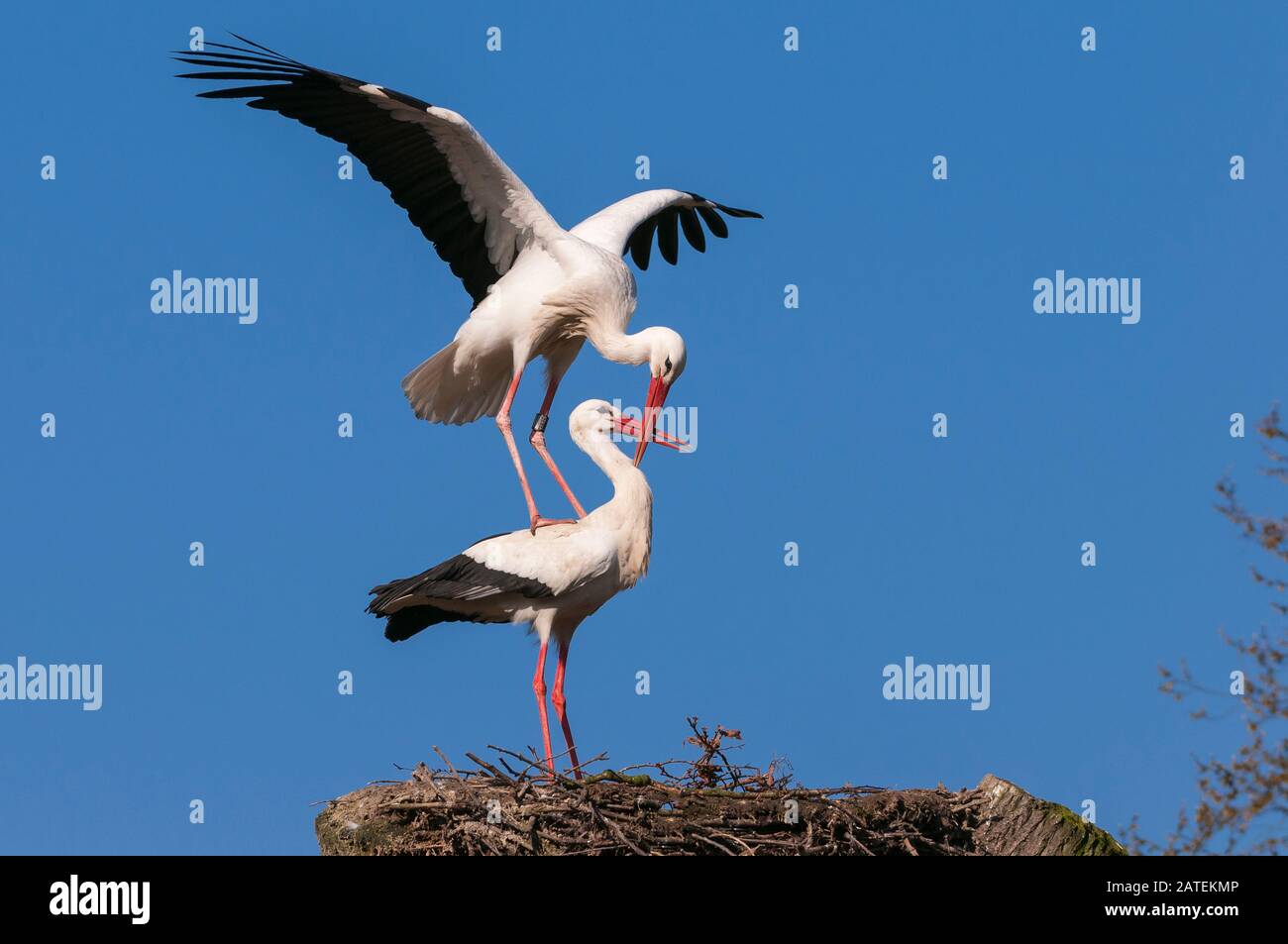 Weissstorch Am Nest, Paarungsverhalten, Paar, Storchenhochzeit, Paarung, Kopula, Foto Stock