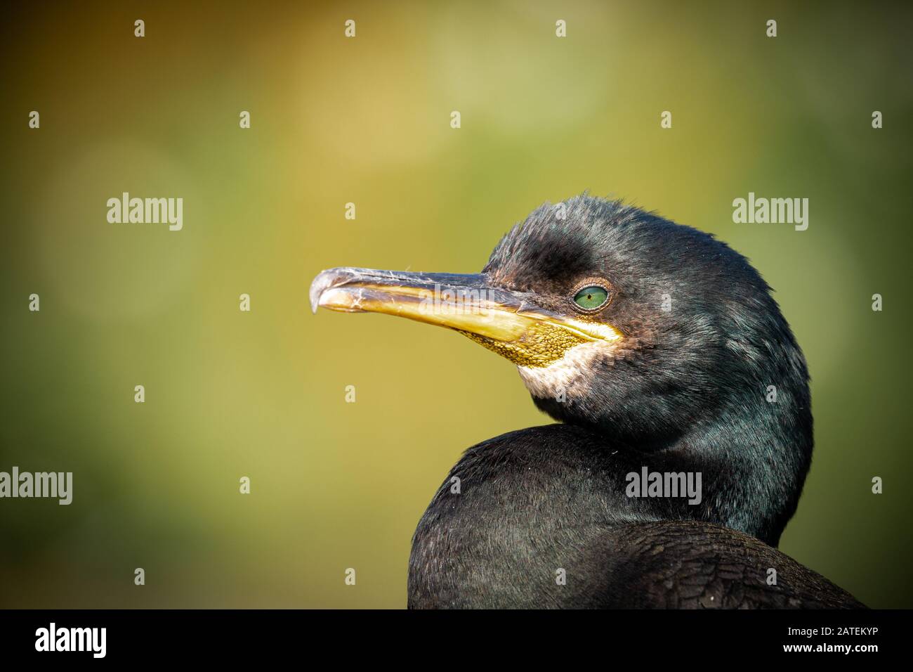 Primo piano di un adulto shag (Phalacrocora aristotelis) su uno sfondo verde su Staple Island, Farne Foto Stock