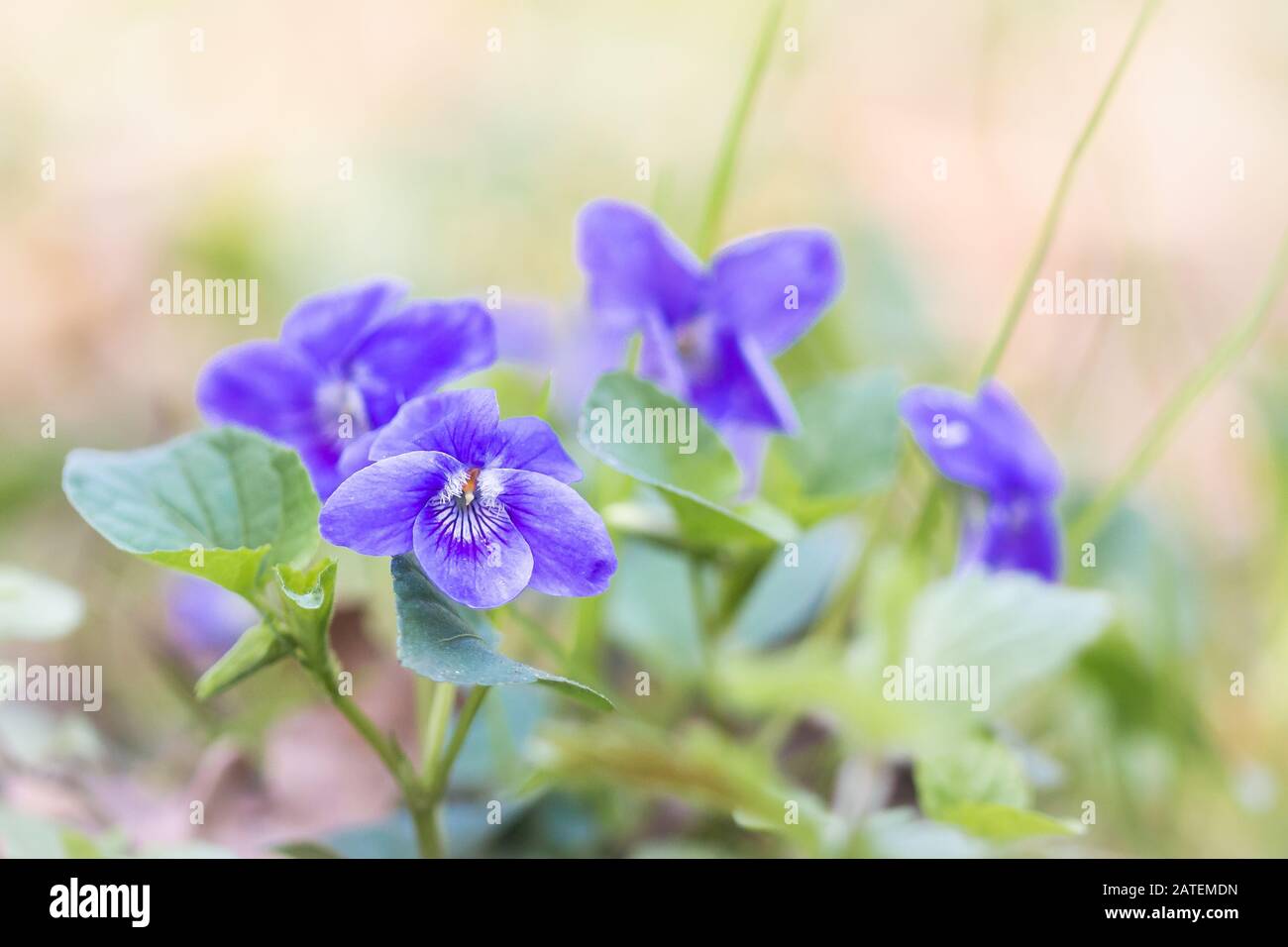Viola violetti di cane colorati (Viola riviniana) crescendo in Wayland Wood nel Norfolk in questa macro fotografia Foto Stock