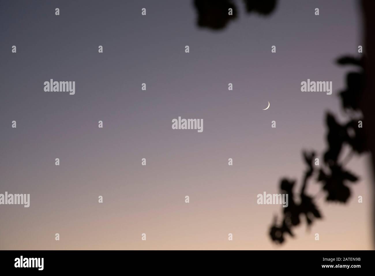 Una luna molto piccola nella tariffa con alcuni rami in primo piano Foto Stock