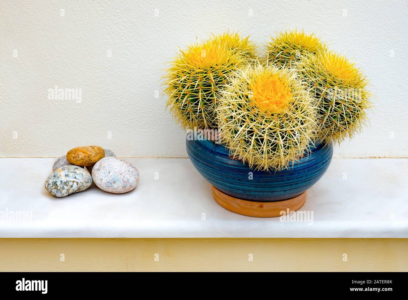 Bella pianta verde succulenta o cactus in una pentola. Houseplant tropicale per la casa moderna di decorazione nel concetto crescente o di giardinaggio. Un bel cactus Golden Barrel in una pentola bianca Foto Stock