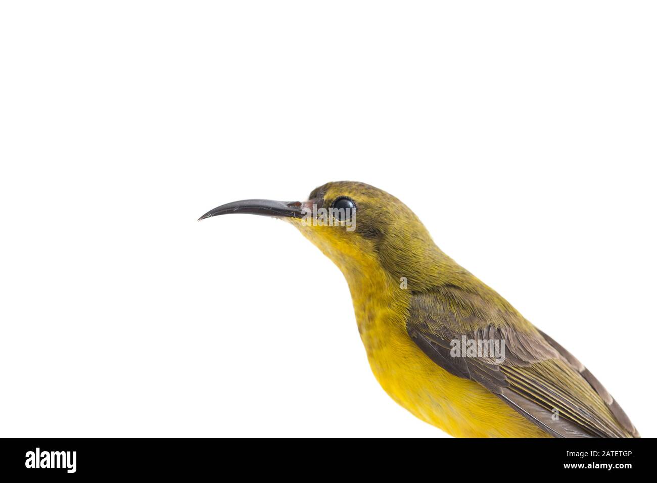 Uccello solare con spalle all'oliva - Cinnyris jugularis, conosciuto anche come uccello solare con decorazioni gialle, isolato su sfondo bianco Foto Stock