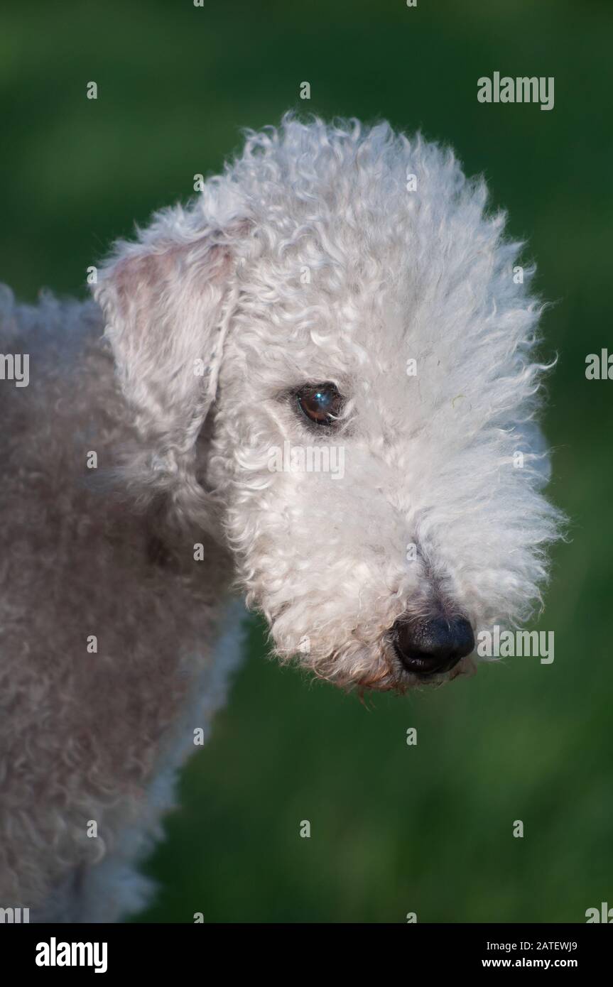 Bedlington Terrier Dog Ritratto Foto Stock