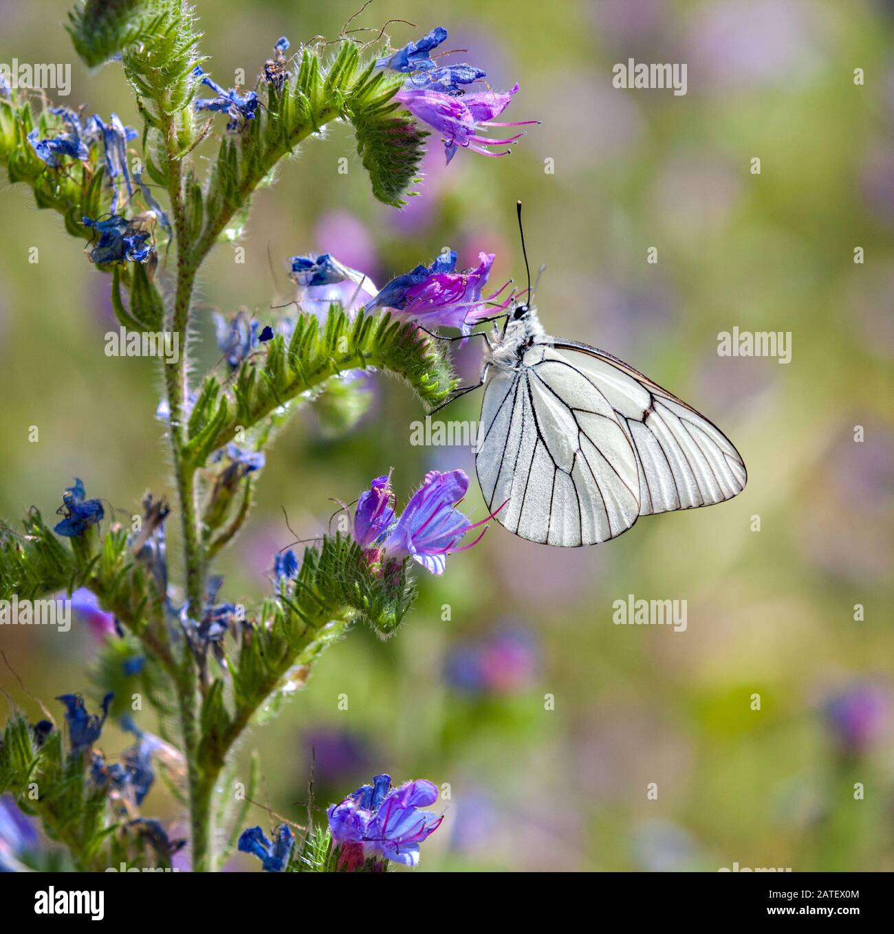 Nero bianco venato butterfly Aporia cratagegi nella campagna spagnola su una testa di fiori a Riaza nella Spagna centrale Foto Stock