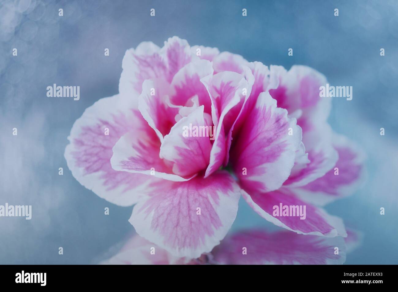 Impressionante azalea rosa e bianca su uno specchio su uno sfondo blu pallido Foto Stock