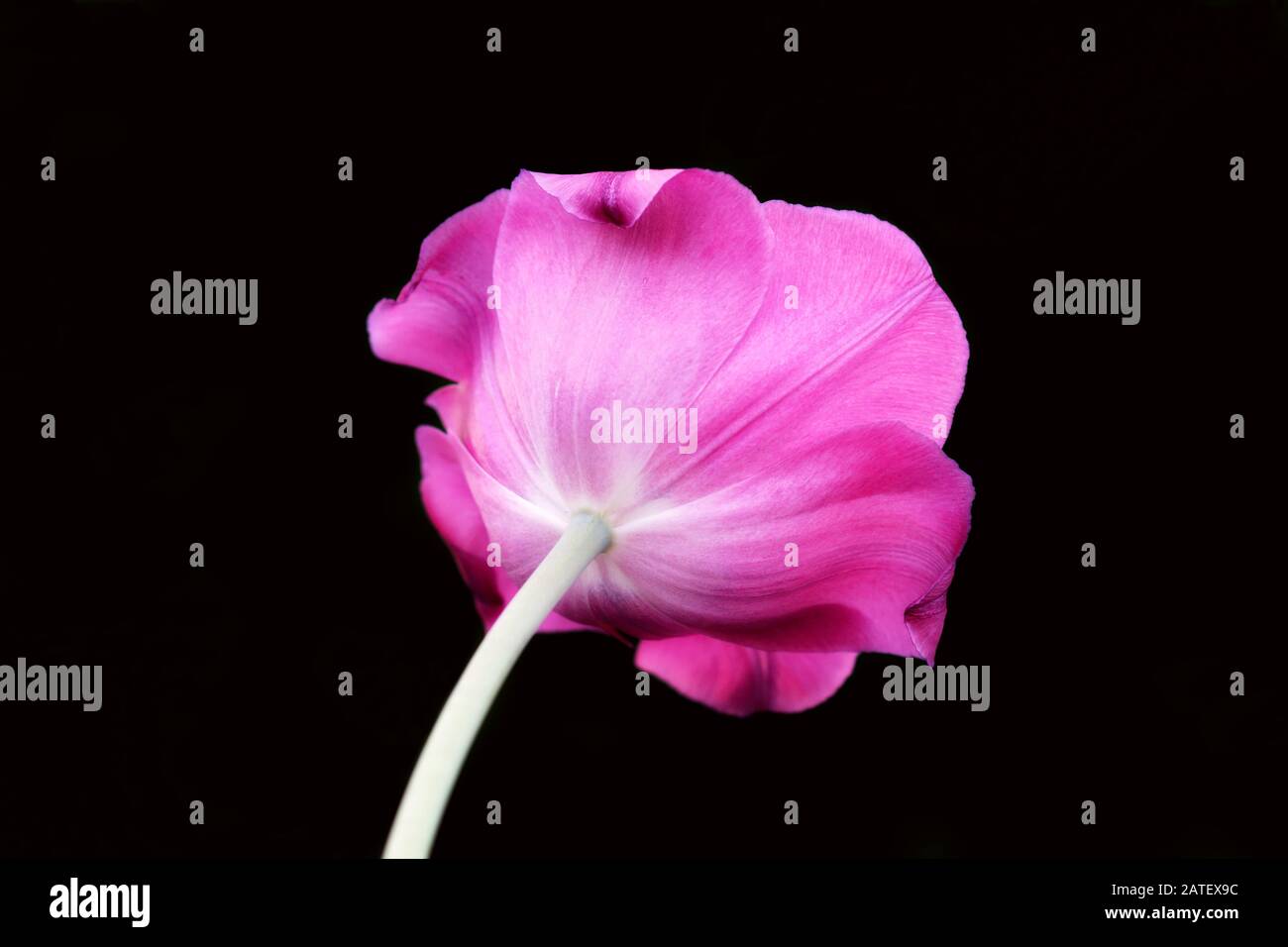 Fantastico primo piano del retro del tulipano rosa su uno sfondo nero puro Foto Stock