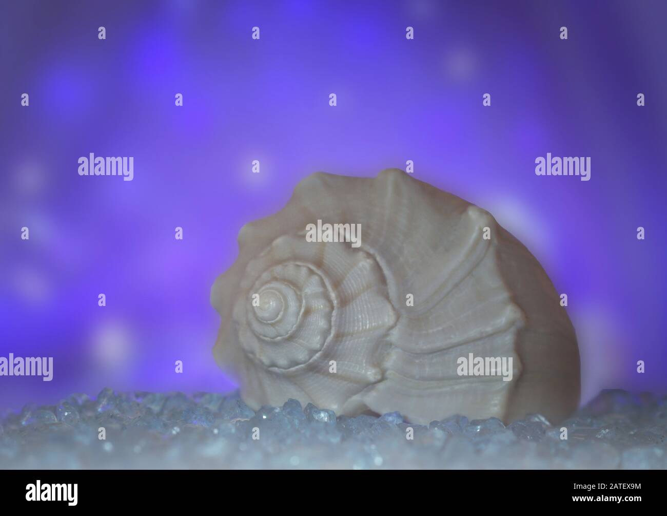 primo piano di una pera whelk seashell sul sale su uno sfondo blu bello e luminoso bokeh Foto Stock