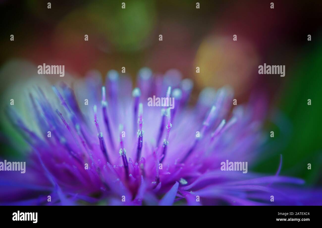 Primo piano di un fiore centaurea viola su uno sfondo bokeh multicolore Foto Stock