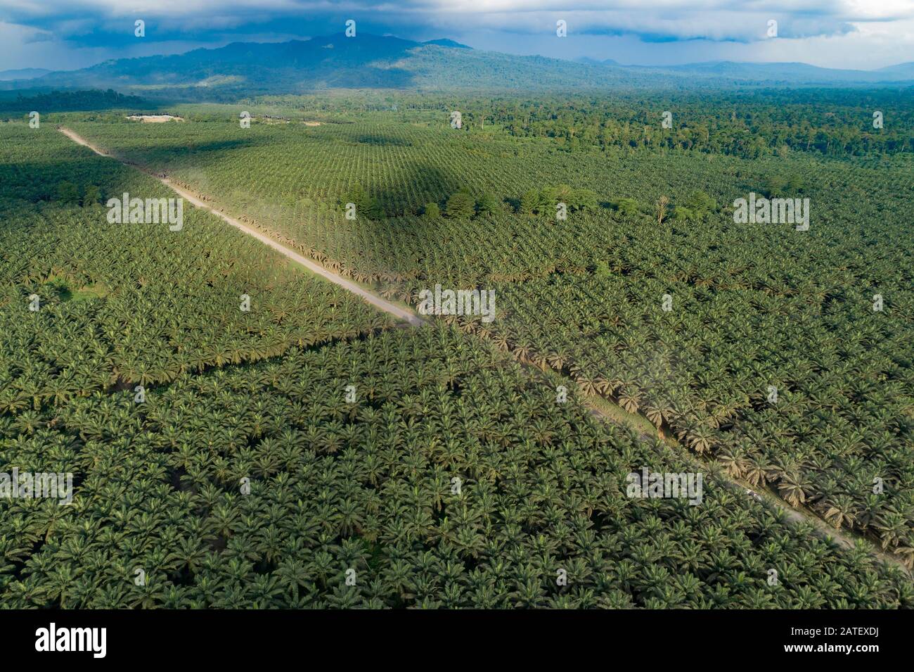 Arial Vista della piantagione di palme da olio, Elaeis guineensis, Kimbe, Nuova gran bretagna, Papua Nuova Guinea, PNG Foto Stock