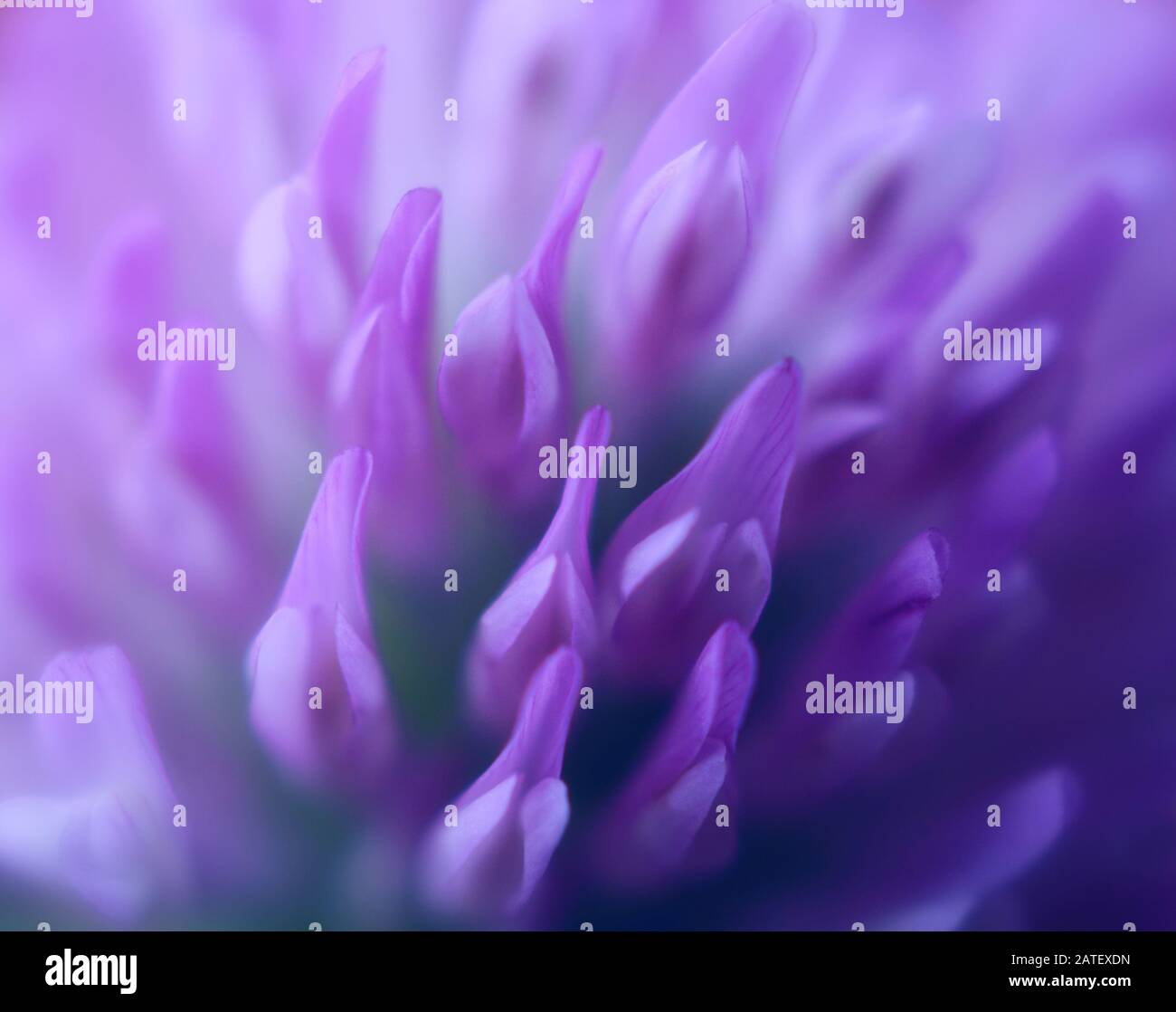 Estremo primo piano di un fiore viola pallido del trifoglio Foto Stock
