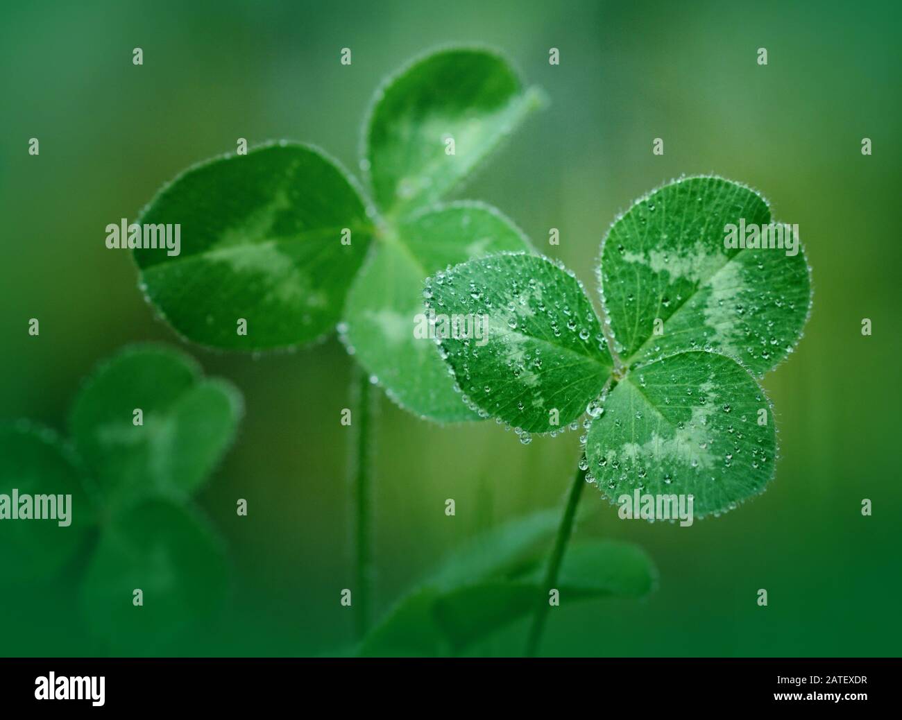 Primo piano di foglie verdi di trifoglio coperte di gocce d'acqua su uno sfondo verde Foto Stock