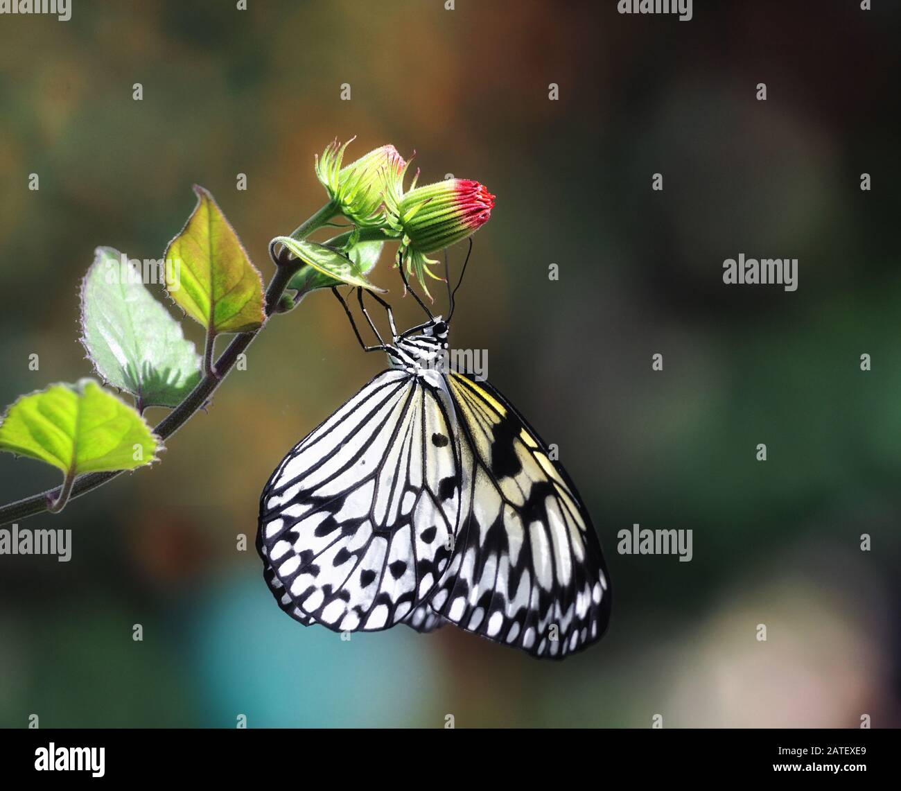 Primo piano di un grande albero ninfa farfalla appesa sul germoglio di un fiore Foto Stock