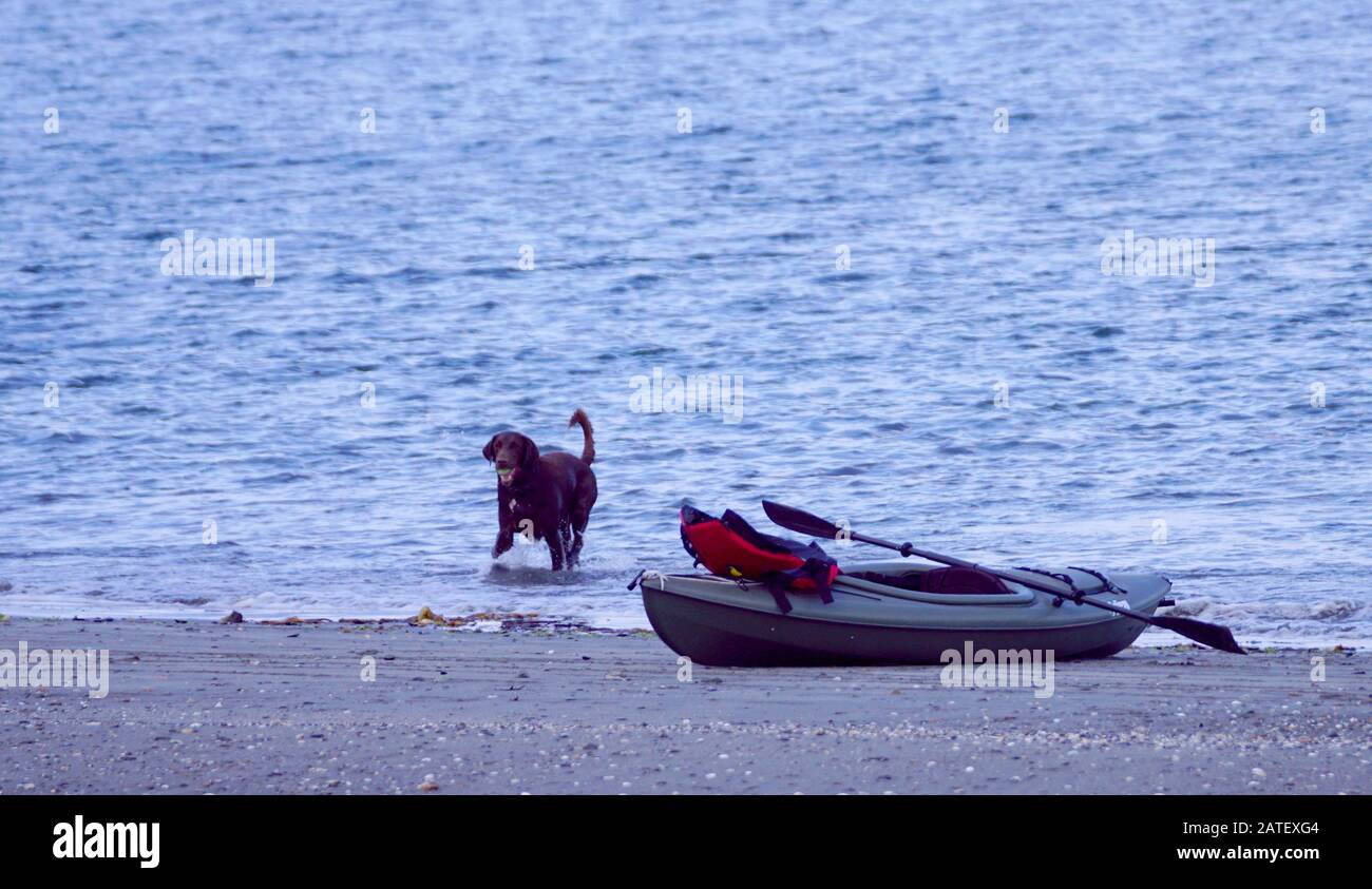 Cioccolato labrador recuperare una palla dal mare oltre ad un kayak abbandonato Foto Stock