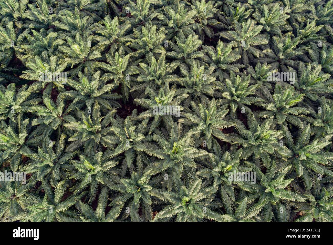 Arial Vista della piantagione di palme da olio, Elaeis guineensis, Kimbe, Nuova gran bretagna, Papua Nuova Guinea, PNG Foto Stock
