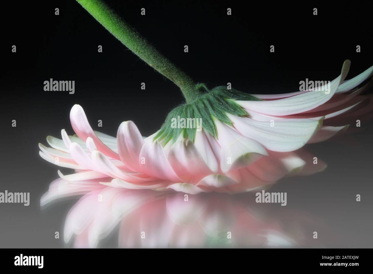 Incredibile primo piano di una morbida gerbera rosa a margherita capovolta su uno specchio Foto Stock