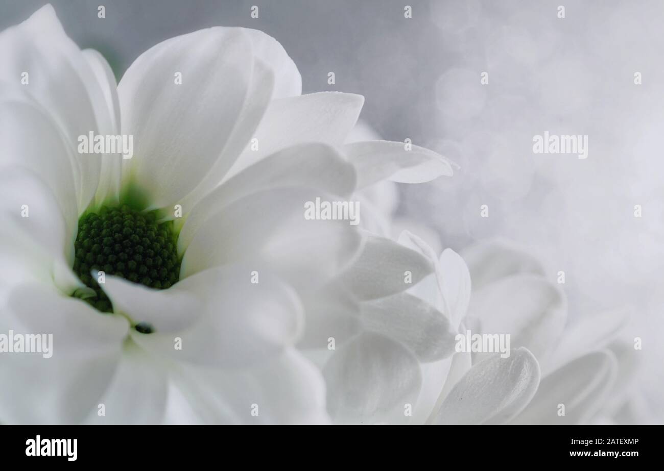 Bellezza assoluta primo piano delle margherite olandesi su un morbido sfondo bianco bokeh Foto Stock