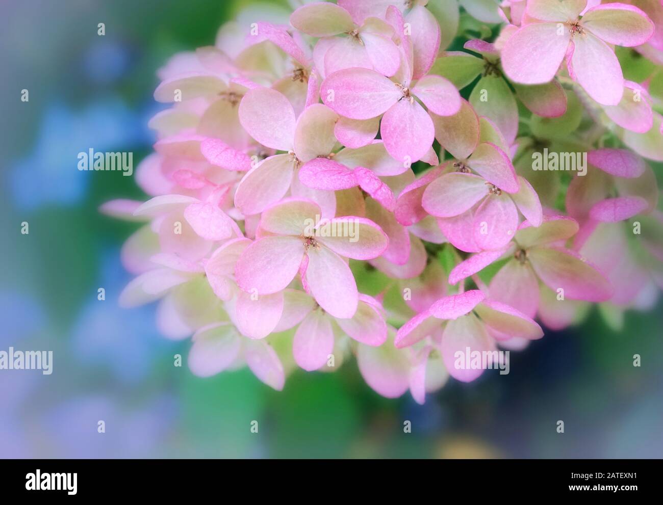 Bellissimo primo piano di ortensie rosa e bianca su uno sfondo naturale blu e verde Foto Stock