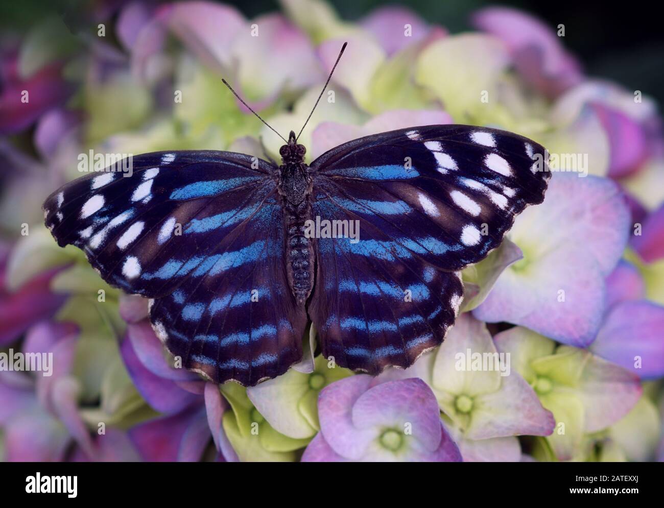 Estremo primo piano di una farfalla blu messicana su fiori giallo e rosa Foto Stock