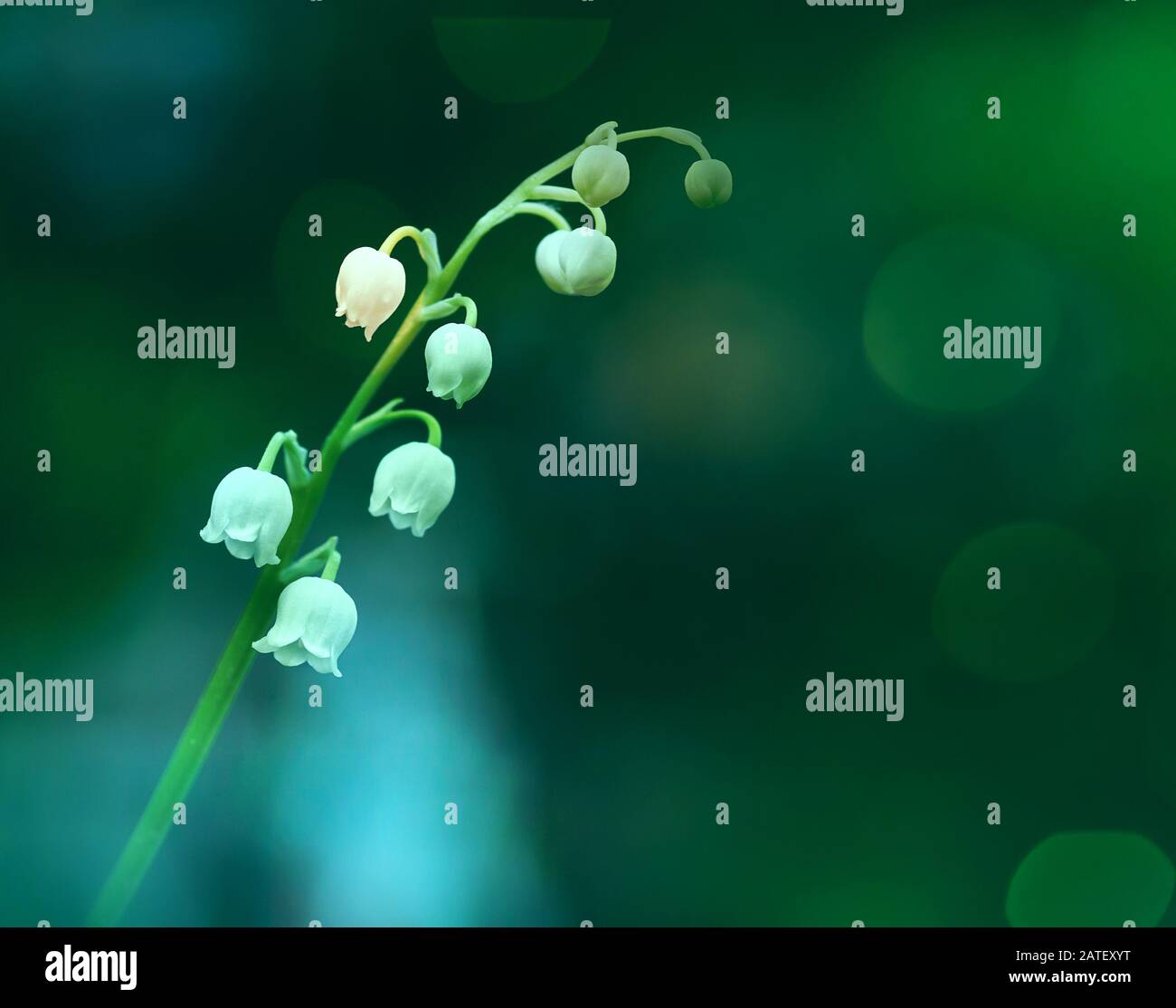 Primo piano di un giglio della valle ramo su uno splendido sfondo verde e bianco bokeh Foto Stock