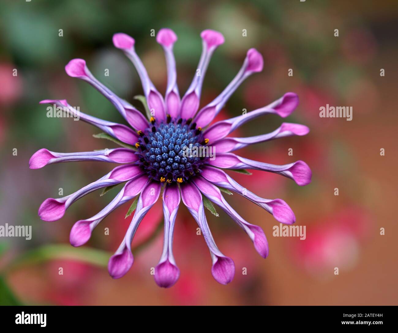 Closeup di ragno rosa osteospermum fiore su uno sfondo bokeh multicolled impressionante Foto Stock