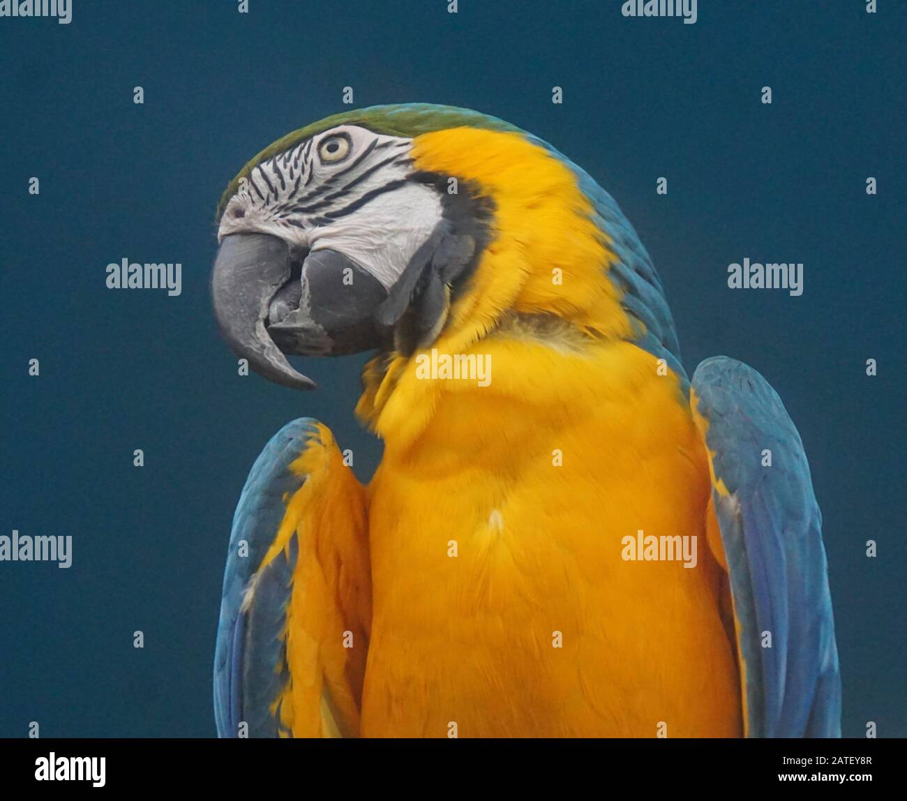Ritratto estremo di un azzurro ara pappagallo Foto Stock