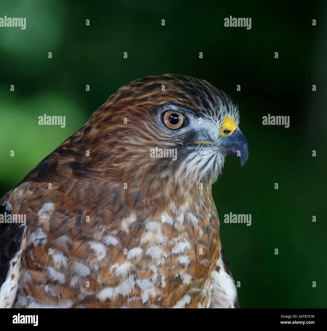 Ritratto estremo di un falco ad ampio respiro su sfondo verde Foto Stock