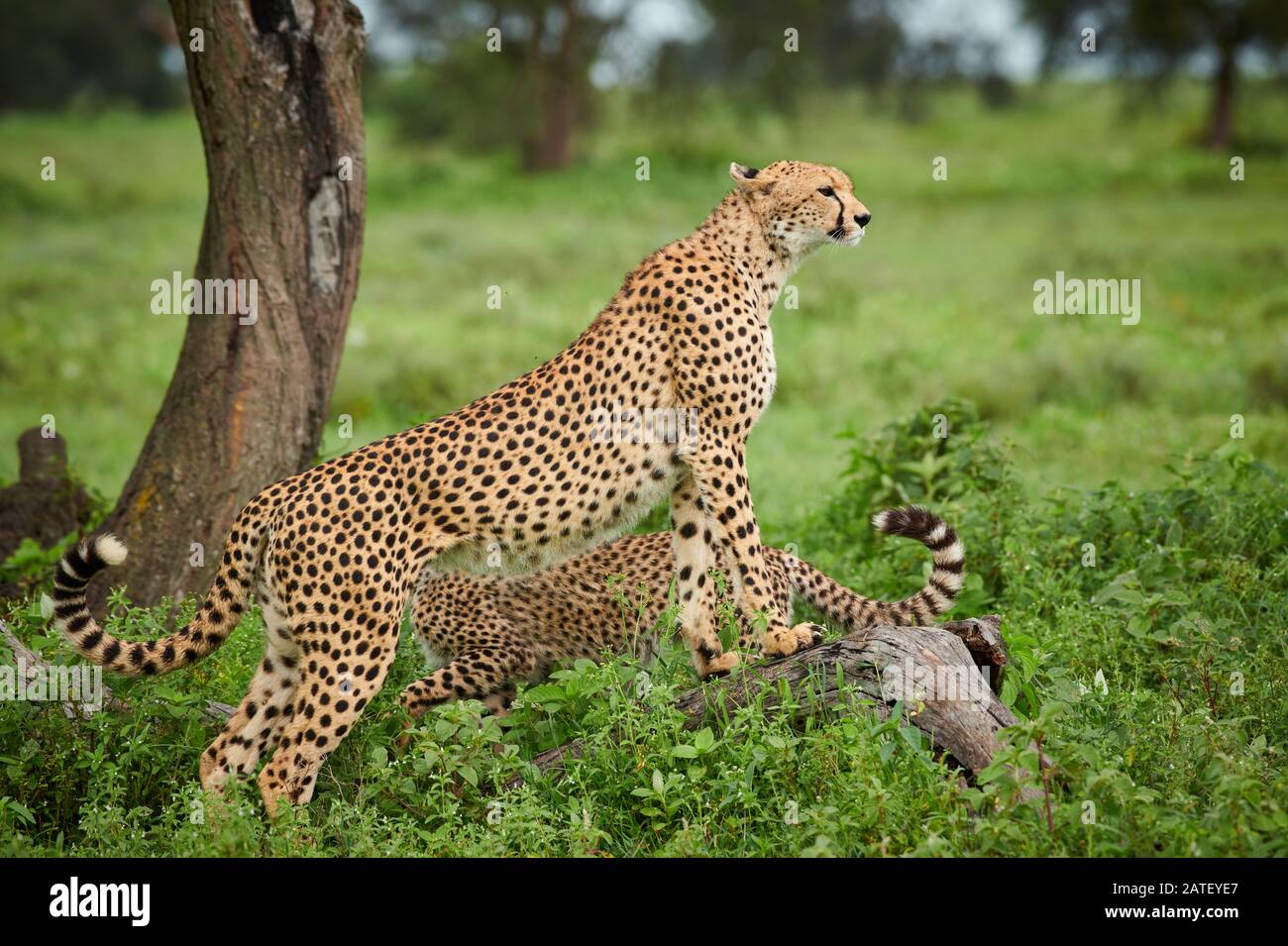 Guardando il ghepardo su un ramo, Acinonyx jubatus, nel Parco Nazionale del Serengeti, Acinonyx jubatus, patrimonio mondiale dell'UNESCO, Tanzania, Africa Foto Stock