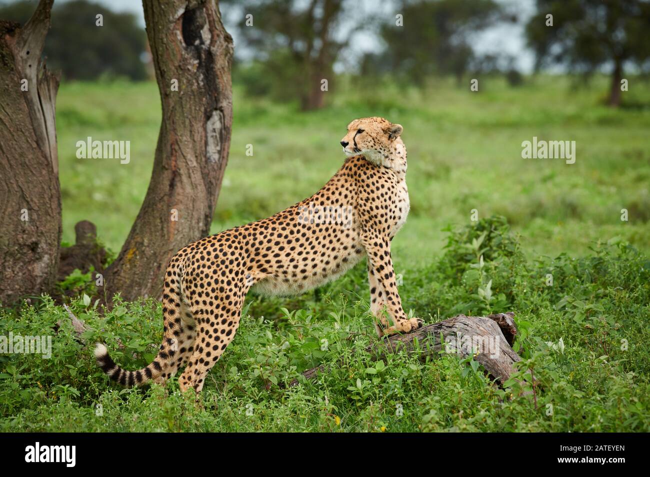 Guardando il ghepardo su un ramo, Acinonyx jubatus, nel Parco Nazionale del Serengeti, Acinonyx jubatus, patrimonio mondiale dell'UNESCO, Tanzania, Africa Foto Stock