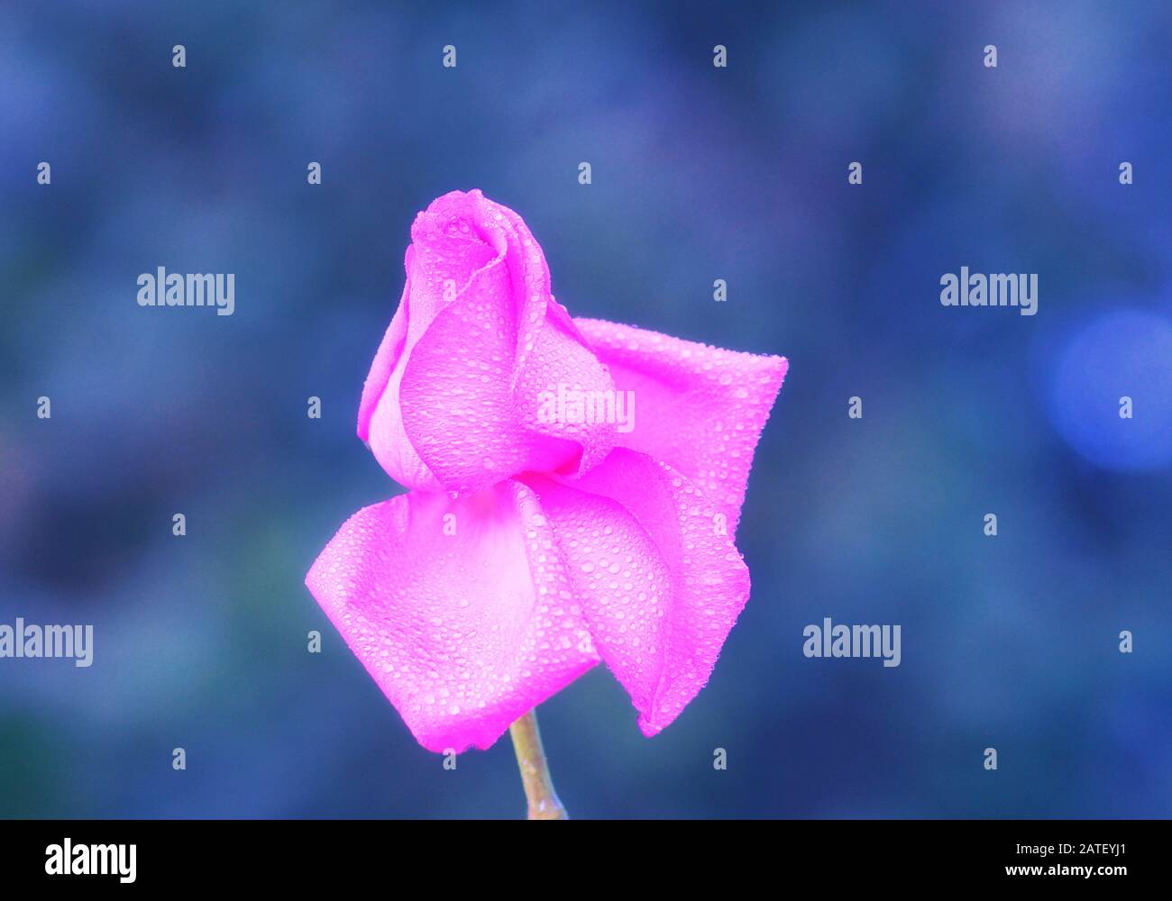 Primo piano di una splendida rosa isolata su uno splendido sfondo bokeh Foto Stock