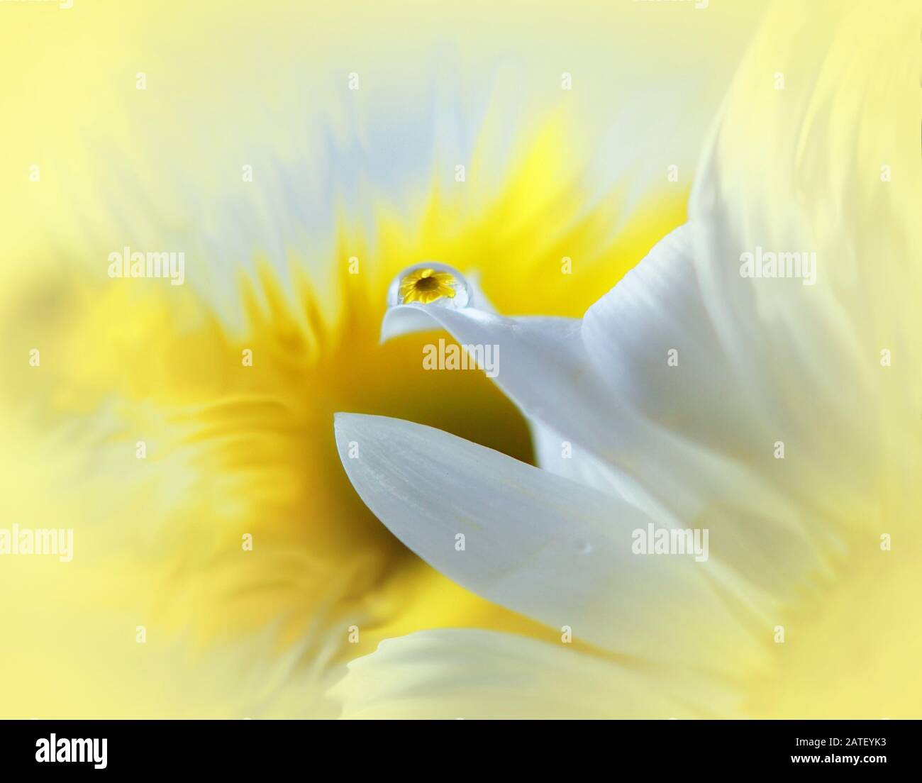 Impressionante primo piano del riflesso di una margherita bianca e gialla in una goccia di acqua Foto Stock