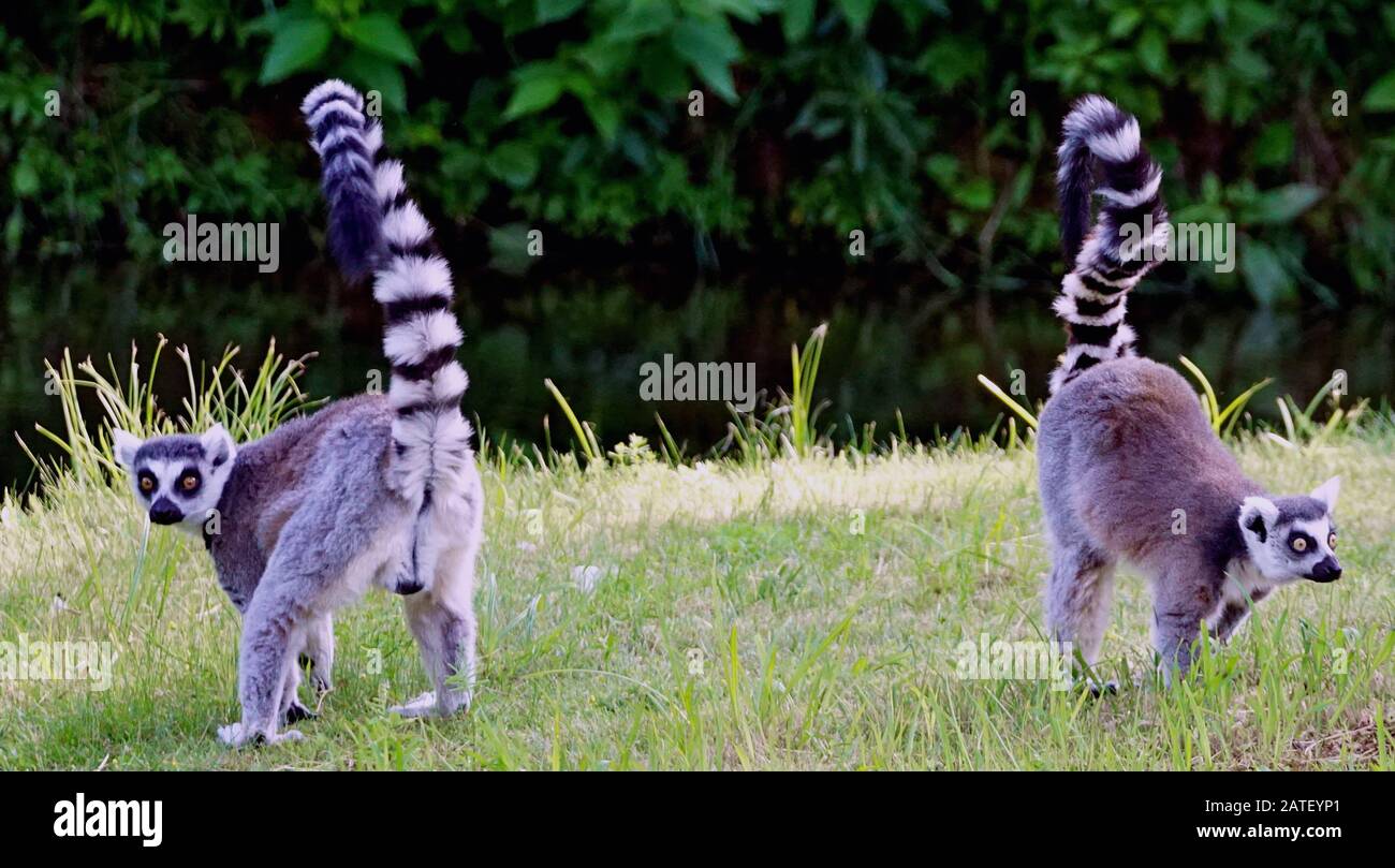 Due lemuri che guardano un ambiente preoccupato e che guardano Foto Stock
