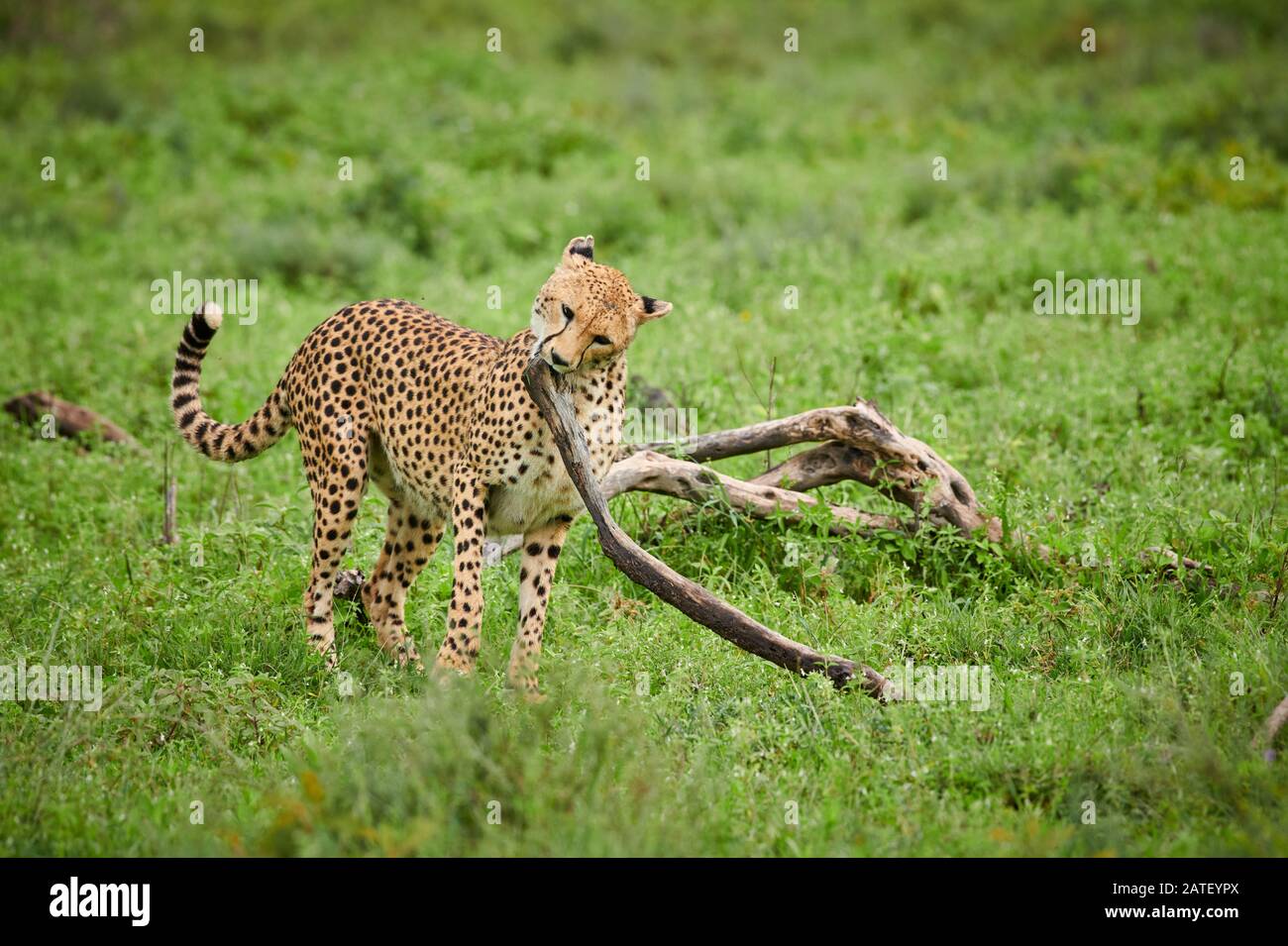 Cheetah con brach in bocca, Acinonyx jubatus, nel Parco Nazionale del Serengeti, Acinonyx jubatus, patrimonio mondiale dell'UNESCO, Tanzania, Africa Foto Stock