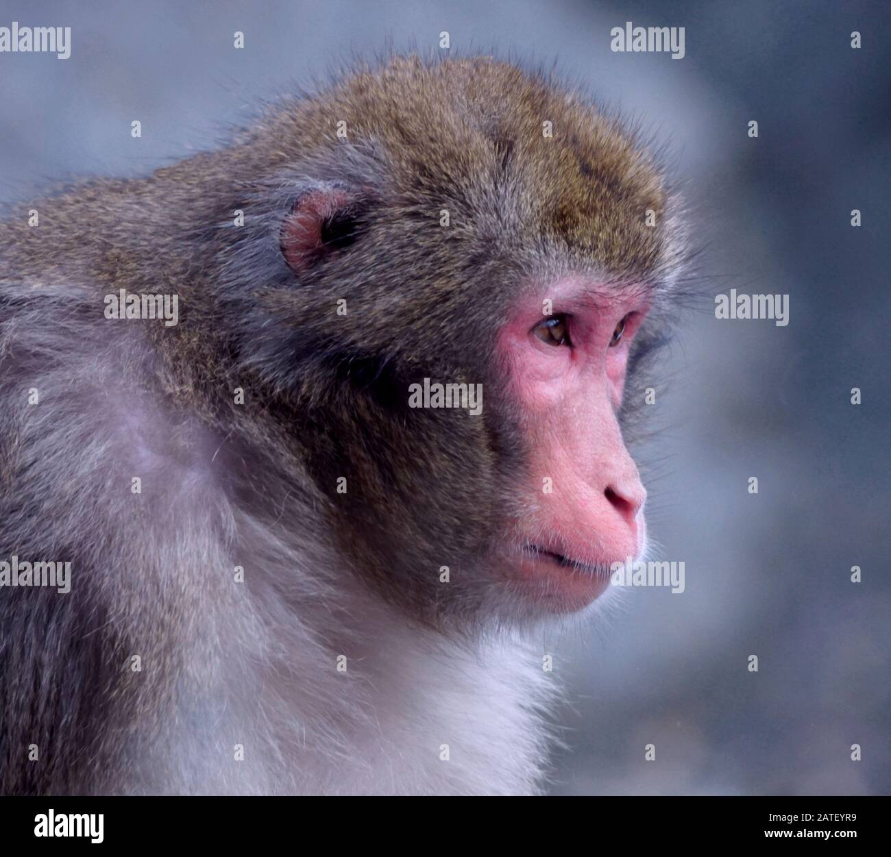 Primo piano ritratto del profilo di una scimmia macaque giapponese guardando lontano Foto Stock