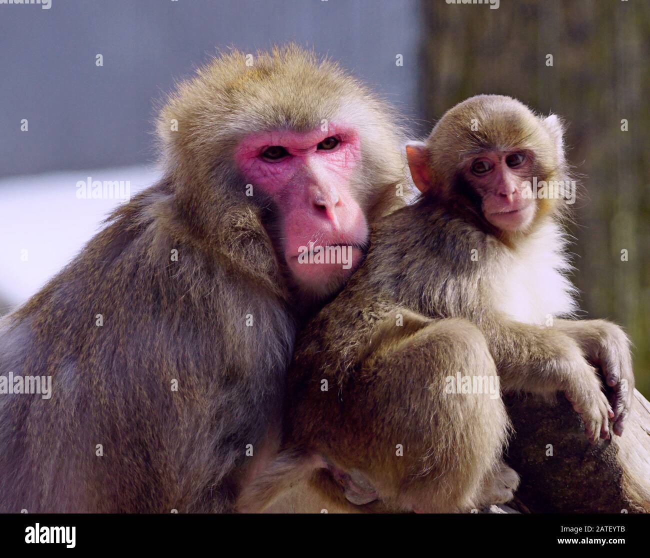 Estremo primo piano di una mamma e un bambino giapponese macaque Foto Stock