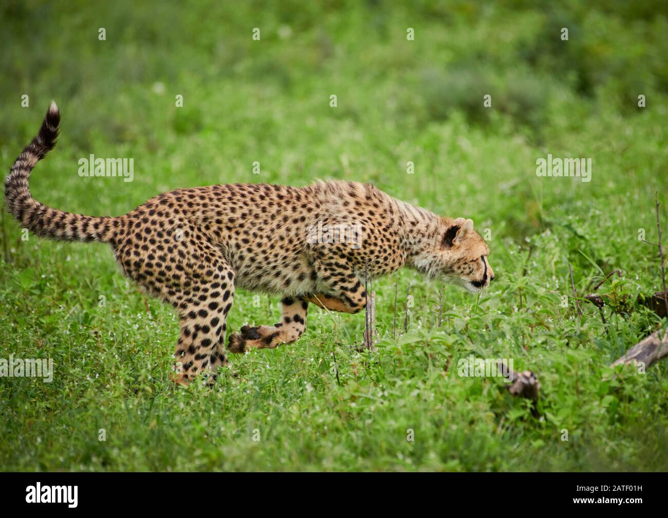 Giovane cheetah, Acinonyx jubatus, nel Parco Nazionale Serengeti, Acinonyx jubatus, patrimonio mondiale dell'UNESCO, Tanzania, Africa Foto Stock