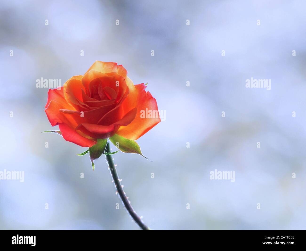 Primo piano di un bel fiore di rosa arancione su uno sfondo bianco bokeh Foto Stock