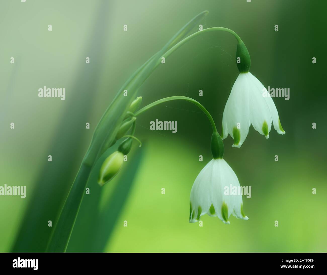 Impressionante primo piano di due fiori bianchi di neve su uno sfondo verde Foto Stock