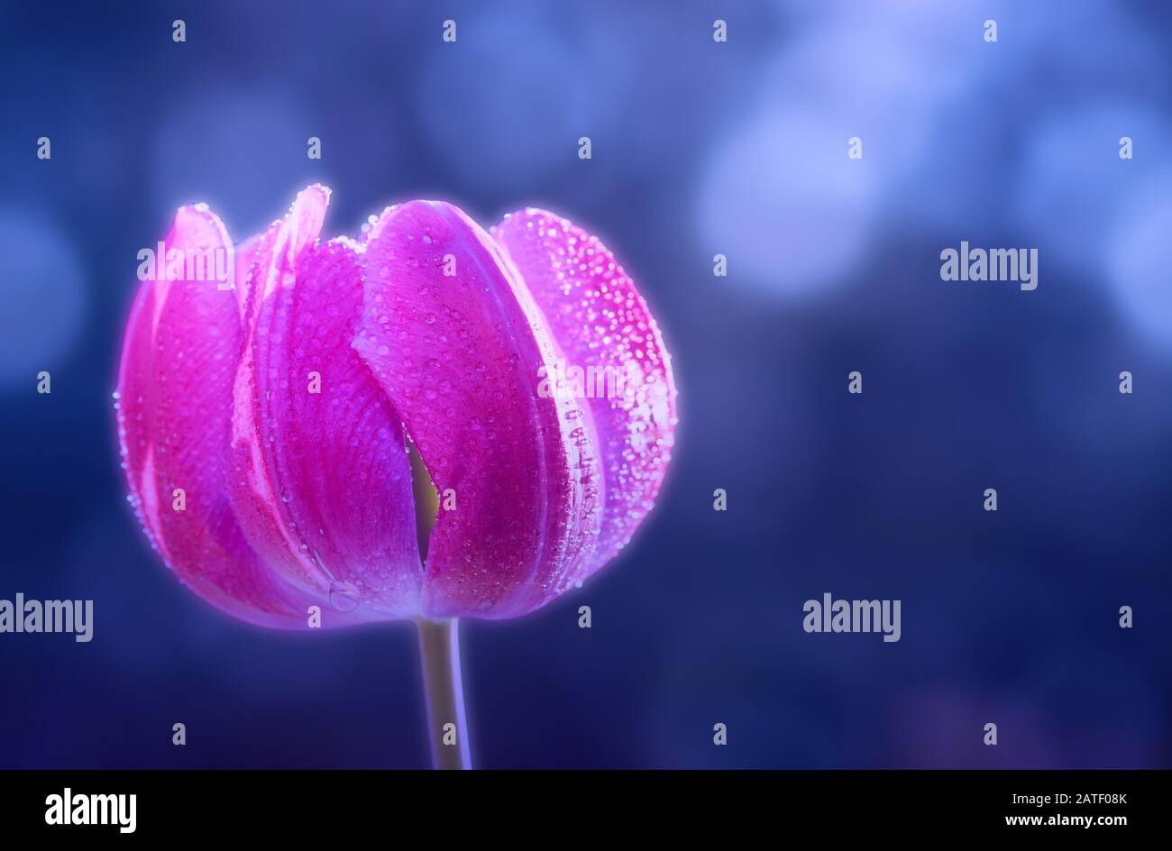 Tulipano rosa coperto di gocce di pioggia su uno sfondo blu bello bokeh Foto Stock