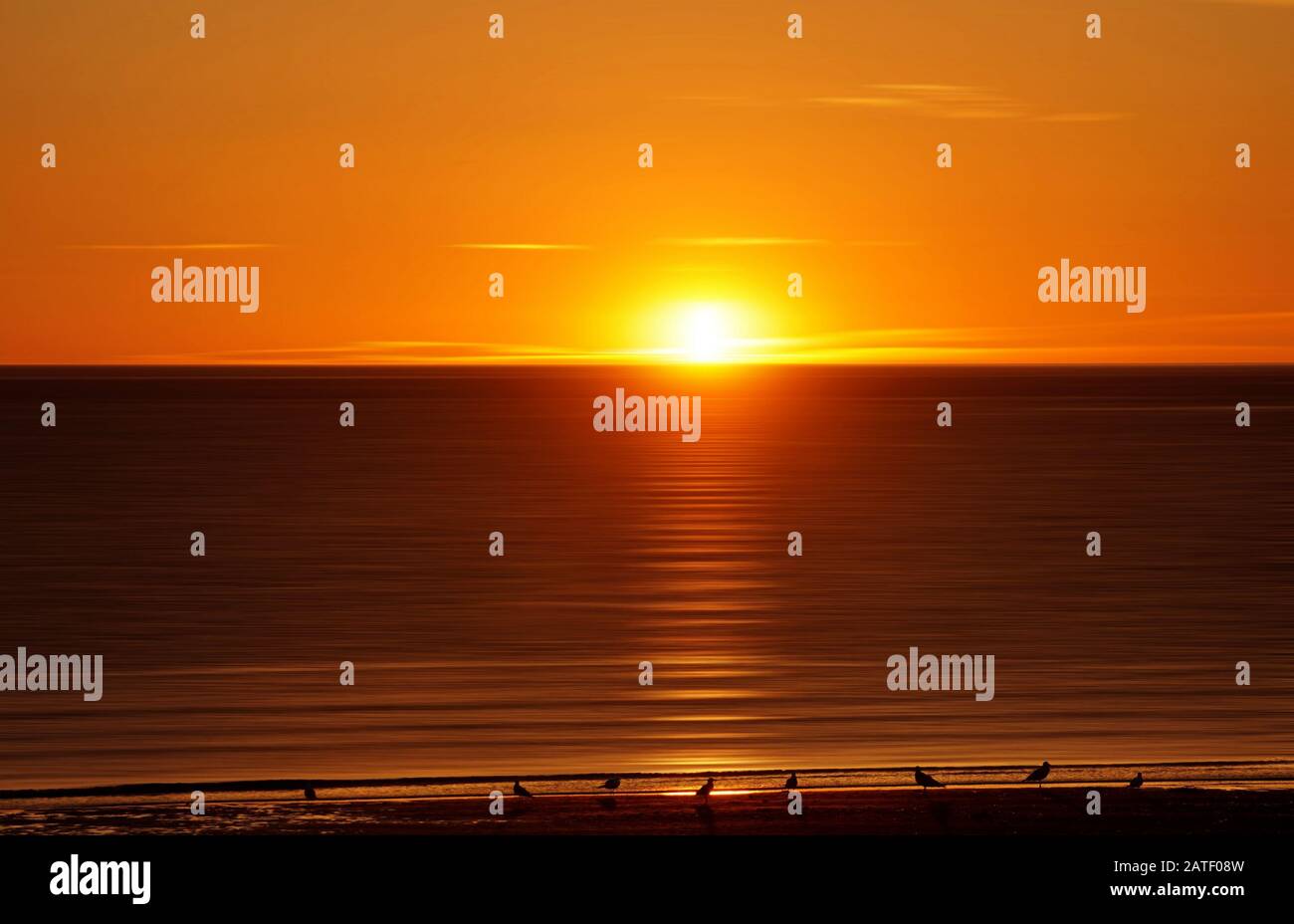 Impressionante alba sul mare con gabbiani in attesa di cibo a Gaspesie Quebec Foto Stock