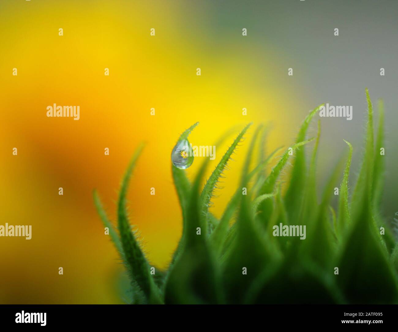 Primo piano del riflesso di un girasole in una goccia di pioggia su uno sfondo verde e giallo brillante Foto Stock